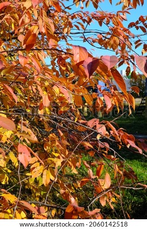 Natural picture of autumn paint in the city of yellow and red leaves on tree branches against a blue sky