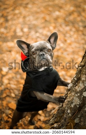 Dog costume for Halloween. Halloween and Thanksgiving Holidays. Cute french bulldog.  