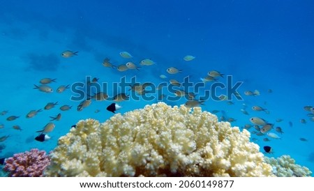 Butterfly fish on the Red Sea reef. 