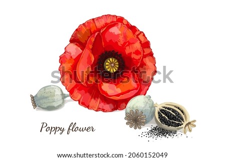 Poppy Flower With Seeds on White Background. Vector Illustration. Royalty-Free Stock Photo #2060152049