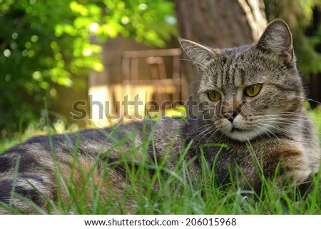 Garden cat
