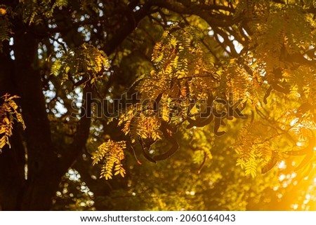 tree leaves in the light of the rising sun in autumn