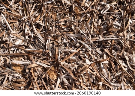 Dried leaves of various trees and plants in autumn.