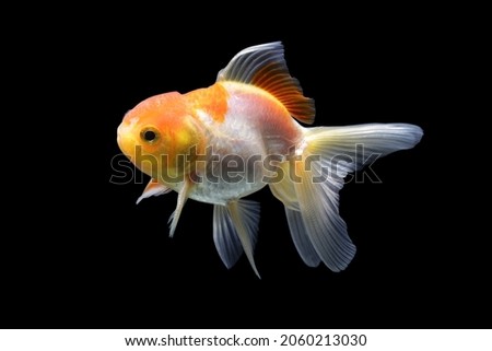 Silver fish, goldfish, are popular aquatic animals that are kept in aquariums. Goldfish isolated on black background. Goldenfish isolated on black background. Thailand.