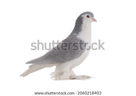 male lahore pigeons isolated on white background Royalty-Free Stock Photo #2060218403