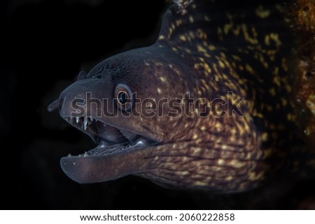 Close up detail of Moray Eel in the Mediterranean Sea  Royalty-Free Stock Photo #2060222858