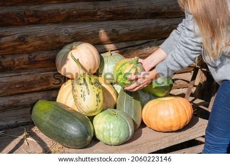 Young woman farmer holds mature squash harvest picked from garden. Pumpkins on countryside market