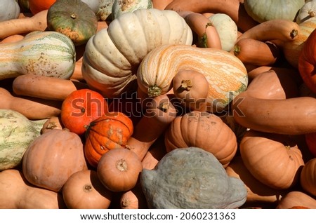 Colorful autumn gourds are a sure sign that autumn has arrived in the northeastern United States.