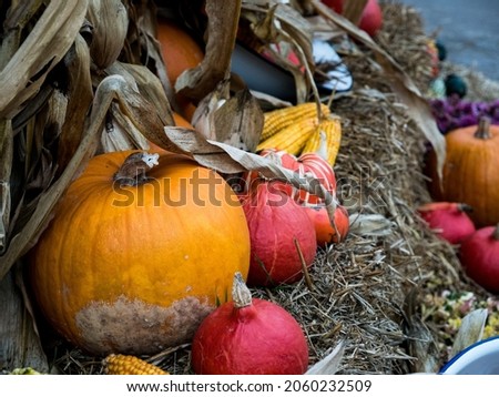 Multi colored pumpkins on a straw. Halloween
