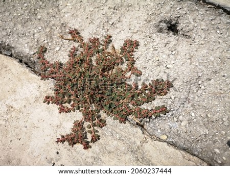 Spotted spurge (Chamaesyce maculata) grows in the cracks of outdoor cement flooring. A dark green plant with red stems that grows low to the ground in a mat-like fashion. Royalty-Free Stock Photo #2060237444