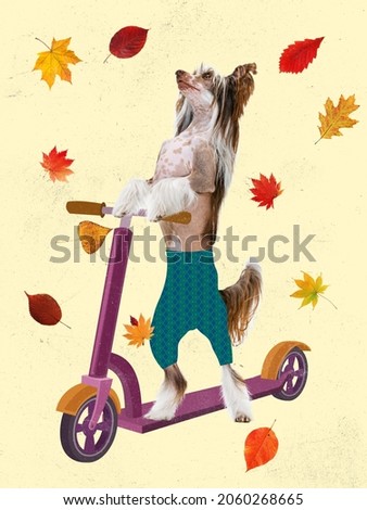 Dog riding a scooter. Fall family walks. Contemporary art collage, modern creative design. Idea, inspiration, care, mood, vibe, trend magazine style. Pets in modern human world, Autumn bright leaves