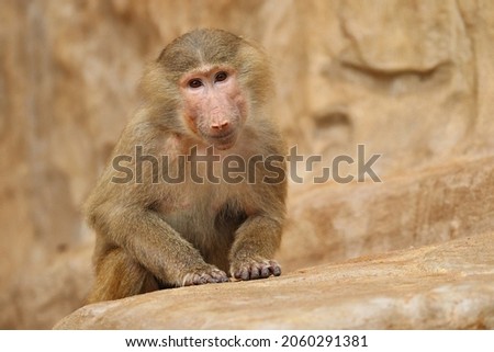 Majestic hamadryas baboon in captivity. Wild monkeys in zoo. Beautiful and also dangereous animals. African wildlife in captivity. 