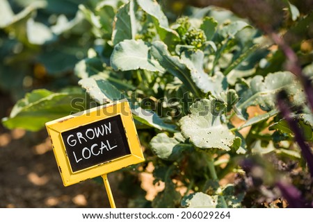 Vegetables in local community garden in middle of the Summer. Royalty-Free Stock Photo #206029264