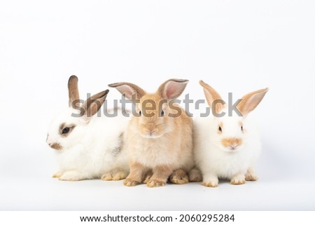 Group of brown and white rabbit on isolated white background at studio. It's small mammals in the family Leporidae of the order Lagomorpha. Animal studio portrait.