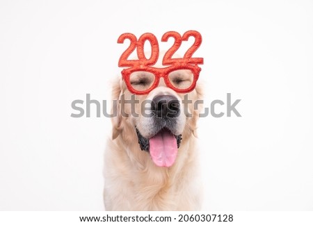 Dog wearing glasses 2022 for the new year. Golden retriever for Christmas sits on a white background in red glasses. Postcard with place for text for the new year with a pet.