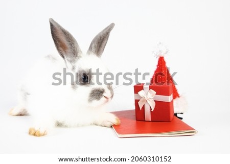 White rabbit with red gift box from christmas festival on isolated background at studio. It's small mammals in the family Leporidae of the order Lagomorpha. Holiday concept.