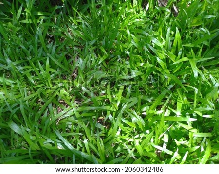 Green grass with soft sunlight