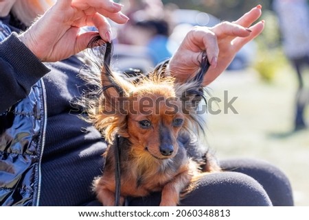 The dog of the  breed Russian Toy Terrier  one near the mistress, who holds it by its long ears