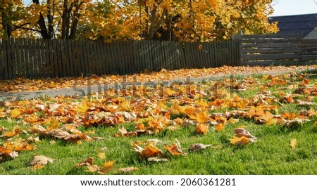 Autumn sunny day. Green grass covered with bright fallen maple leaves. Beautiful lawn after the last mow before a winter. Territory care, fertilization and plant feeding. Rural road and neighbor yard.