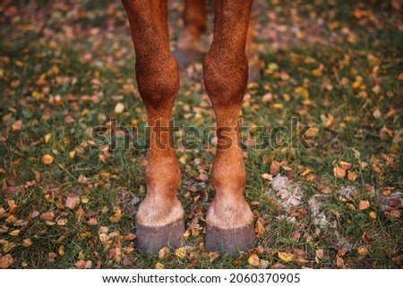 Two horse hooves of red color on a background of autumn grass. Royalty-Free Stock Photo #2060370905
