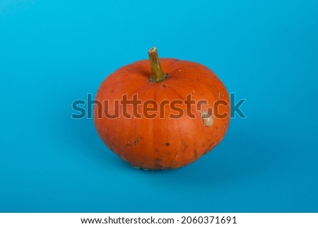 orange pumpkin on a blue background. autumn ripe pumpkins. isolated objects