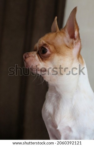 A Chihuahua dog, portrait side view. The dog is two years old. Female.