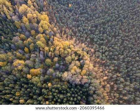 autumn forest view from drone camera. tree colored leaves in abstract pattern