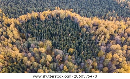 autumn forest view from drone camera. tree colored leaves in abstract pattern