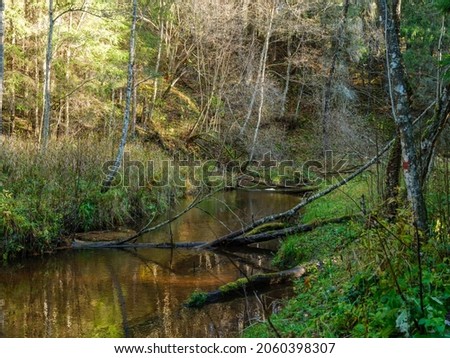 wild forest river stream in autumn woodland covered with old tree trunks and green grass