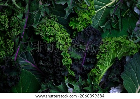 Leaves of different types of kale cabbage top view background. Beautiful bright natural background. Leaves of different sizes and colors close-up. Greens for making salad, detox. varieties of cabbage  Royalty-Free Stock Photo #2060399384