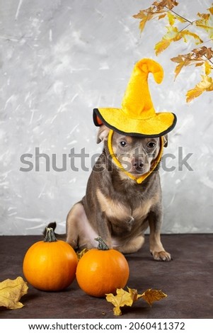 dog sits in a halloween hat. A pumpkin hat on the head of a dog, Chihuahua. Thanksgiving Day. Pumpkins and yellow leaves. 