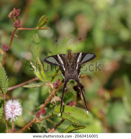 white dragontail butterfly stock photo.