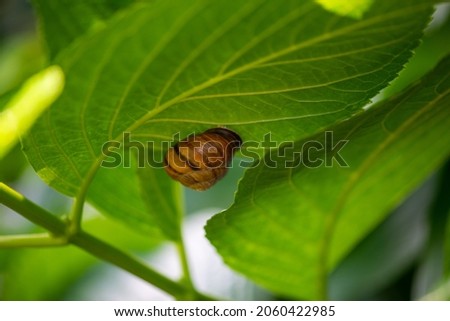 snail on a leaf in the Batumi Botanical Garden