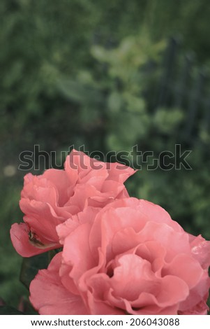 Close up photo of wild garden roses in vintage style 