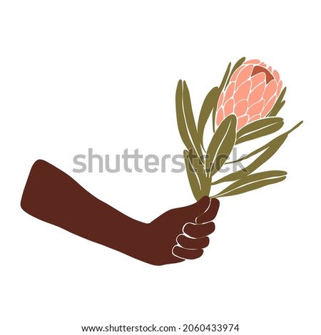 Protea flower in woman hand. Female arm hold the exotic pink flora. Vector logo hand drawn isolated Illustration in trendy flat style