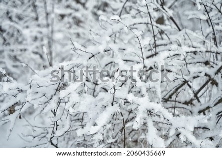 Snow covered tree branch in winter forest. 