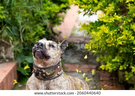 Tender dog bending her ears with a tender look. Isolated on nature background.