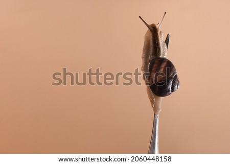 live snail on a fork close-up. on a light brown background. copy space
