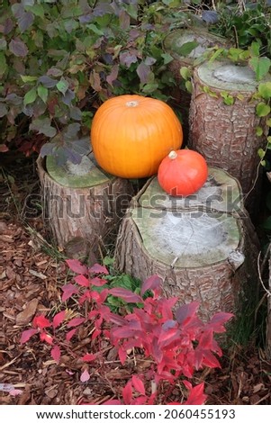 still life with pumpkins - natural corner of the garden with wooden logs and red blueberry leaves complemented by seasonal decoration with two pumpkins of different shades of orange 