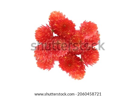 globe amaranth in a white background Royalty-Free Stock Photo #2060458721