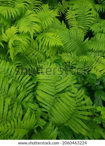 Modern garden with green fern, background macro side view. A fresh green foliage of fern, top view, close-up