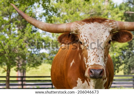 Brown and white miniature Texas longhorn cow head and horns in field facing camera Royalty-Free Stock Photo #206046673
