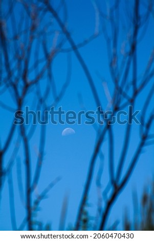 moon on blue background with defocused branches