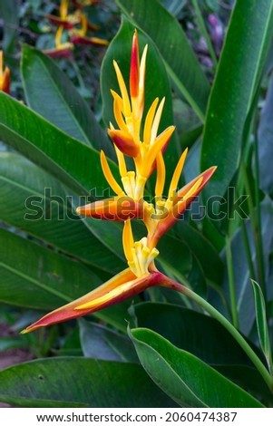 Heliconia Ornamental Banana Tree, planted in the garden