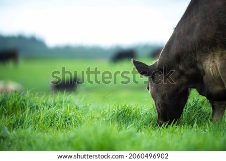 Stud Beef bulls, cows and calves grazing on grass in a field, in Australia. breeds of cattle include speckled park, murray grey, angus, brangus and wagyu on long pasture in spring and summer Royalty-Free Stock Photo #2060496902