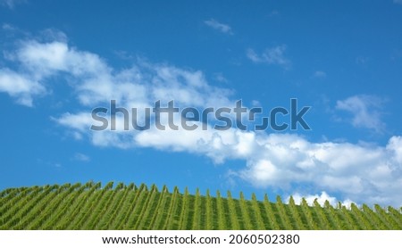 Background with green vineyard and blue sky, horizontal format