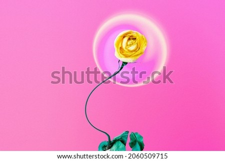 Abstract pink background, trippy yellow rose flower