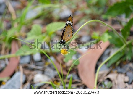 Picture of butterflies perching on flowers in colorful nature on green leaf background.
