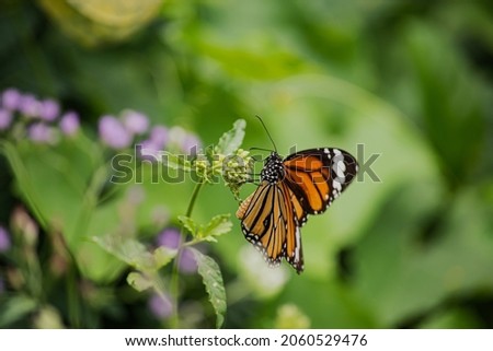 Picture of butterflies perching on flowers in colorful nature on green leaf background.