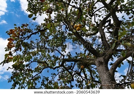 Persimmons are ripe with tree and blue sky in Fukuoka prefecture, JAPAN.